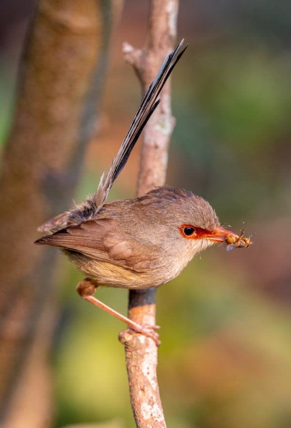 Variegated fairywren