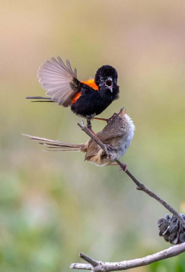Red-backed Fairywren