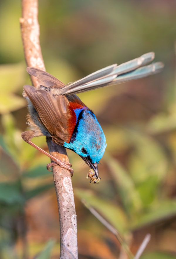 Variegated fairywren