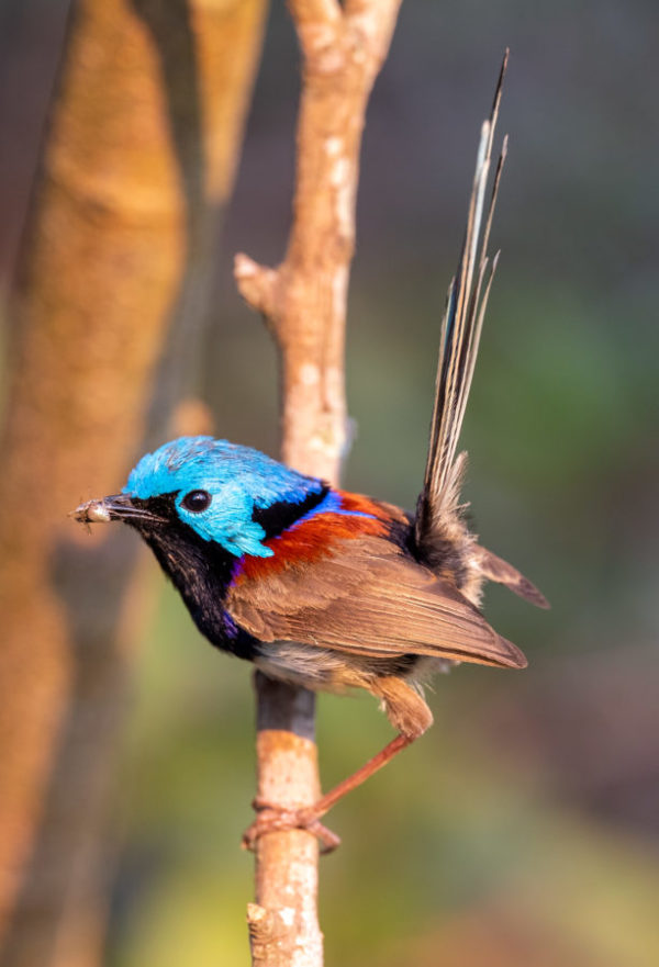 Variegated fairywren