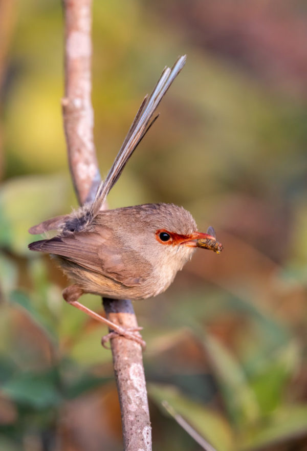 Variegated fairywren