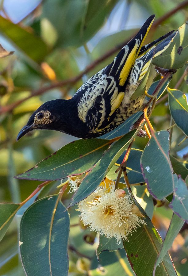 Colour Print - "Regent Honeyeater" (2557) Print for sale Regent Honeyeater