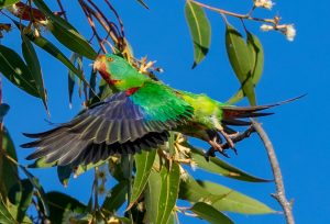 Swift Parrot