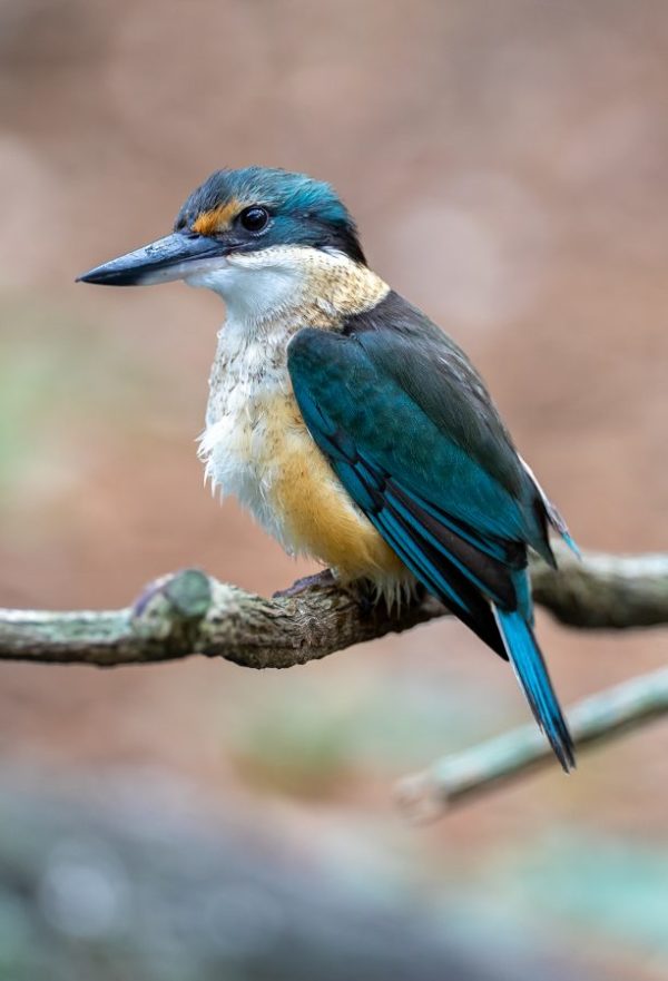 Sacred Kingfisher