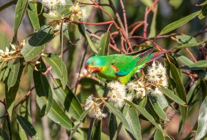 Swift Parrot
