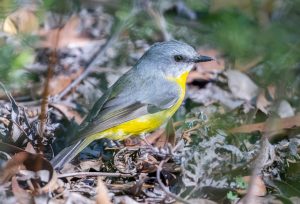 Eastern Yellow Robin