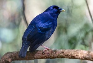 Satin Bowerbird