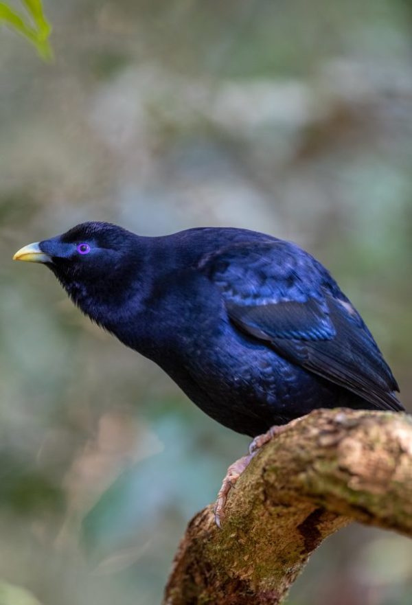 Satin Bowerbird