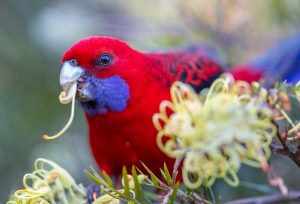 Crimson Rosella