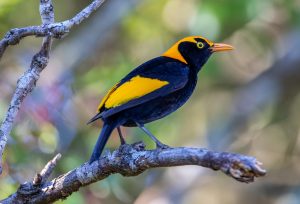 Regent Bowerbird