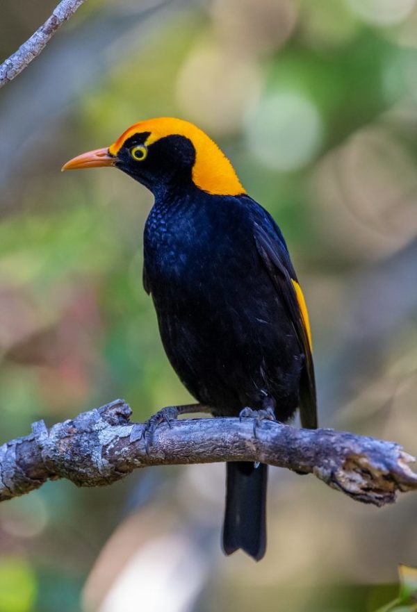 Regent Bowerbird