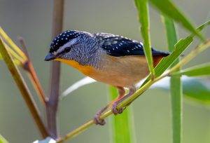 Spotted Pardalote