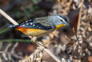 Spotted Pardalote