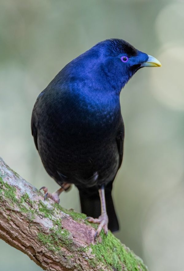 Satin Bowerbird