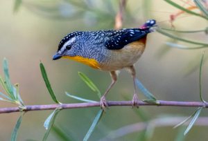 Spotted Pardalote