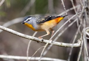 Spotted Pardalote