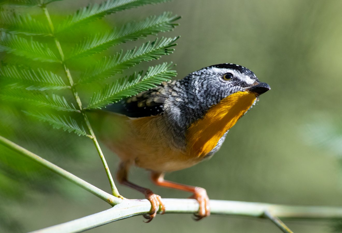 Colour Print - "Spotted Pardalote" (3737) Print for sale Spotted Pardalote