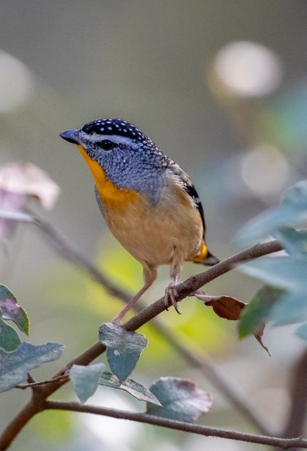 Spotted Pardalote