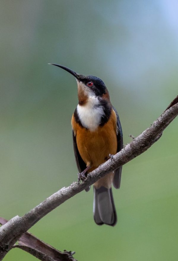 Eastern Spinebill