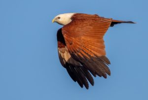Brahminy Kite