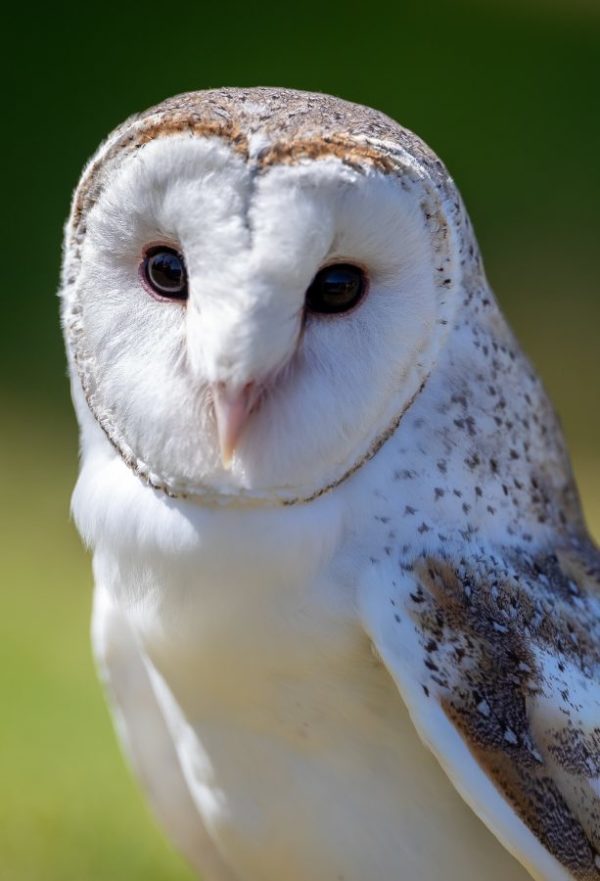 Barn Owl