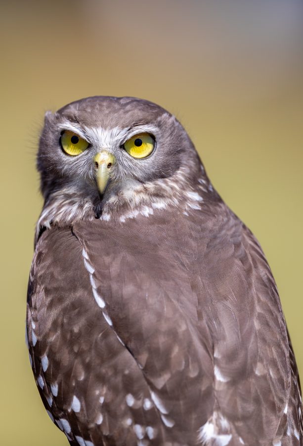 Colour Print - "Barking Owl" (4408) Print for sale Barking Owl