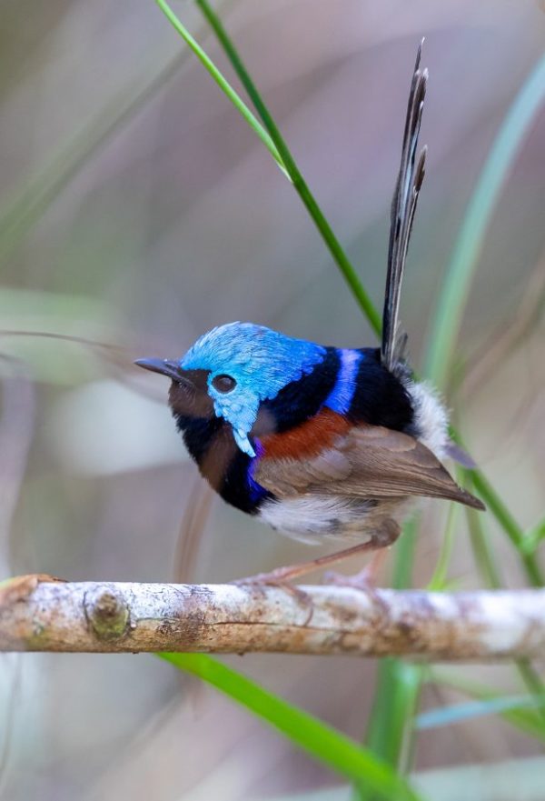 Variegated fairywren