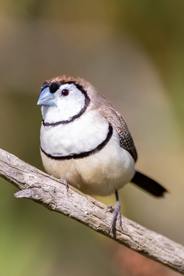 Double-barred Finch