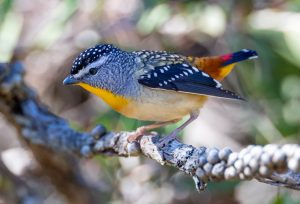 Spotted Pardalote