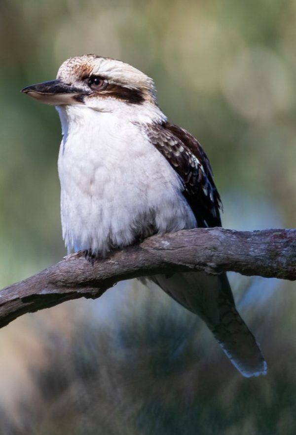 Laughing Kookaburra