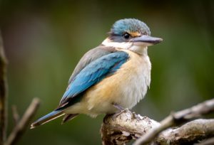 Sacred Kingfisher