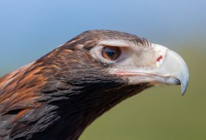 Wedge-tailed Eagle