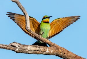 Rainbow bee-eater