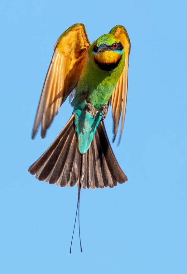 Rainbow bee-eater