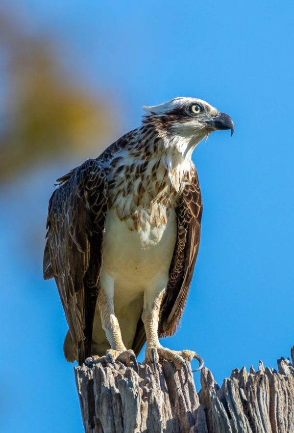 Eastern Osprey