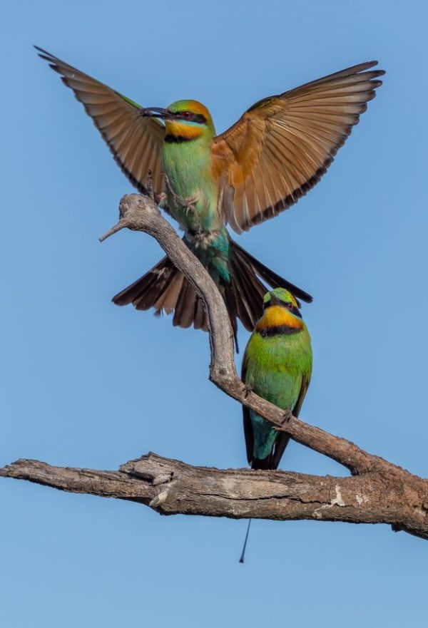 Rainbow bee-eater