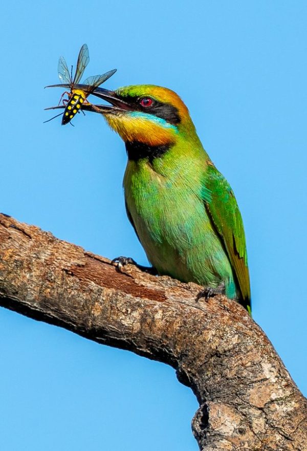 Rainbow bee-eater
