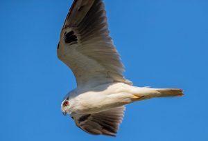 Black-shouldered kite