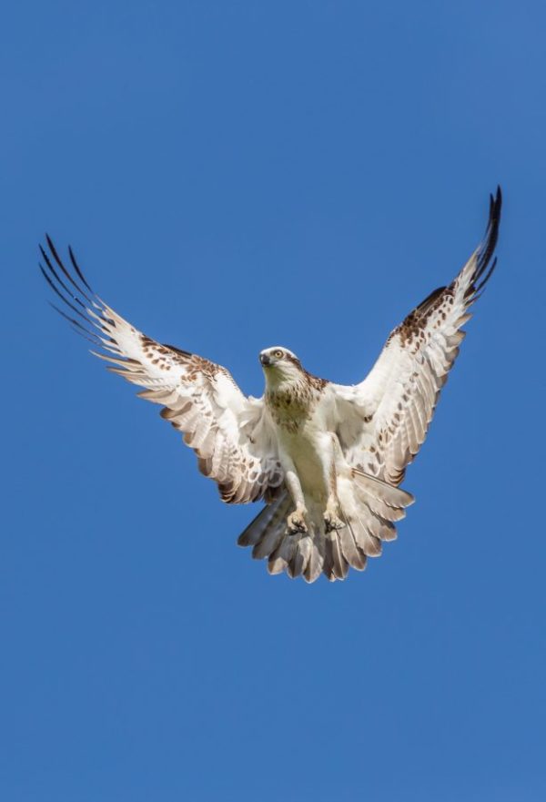 Eastern Osprey