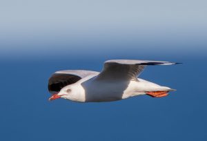 Silver Gull