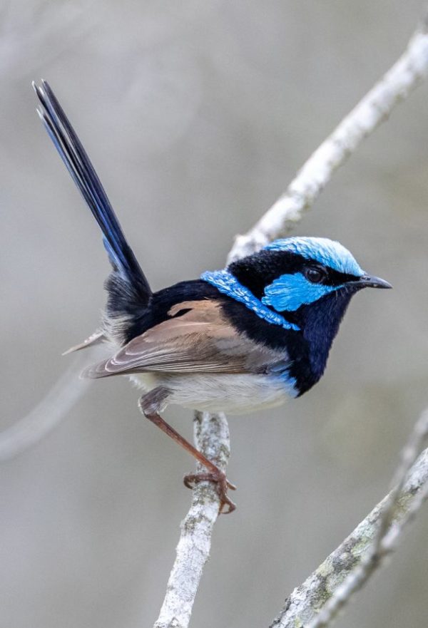 Superb Fairywren