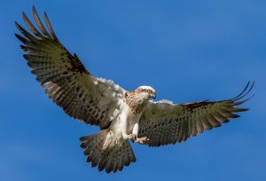 Eastern Osprey