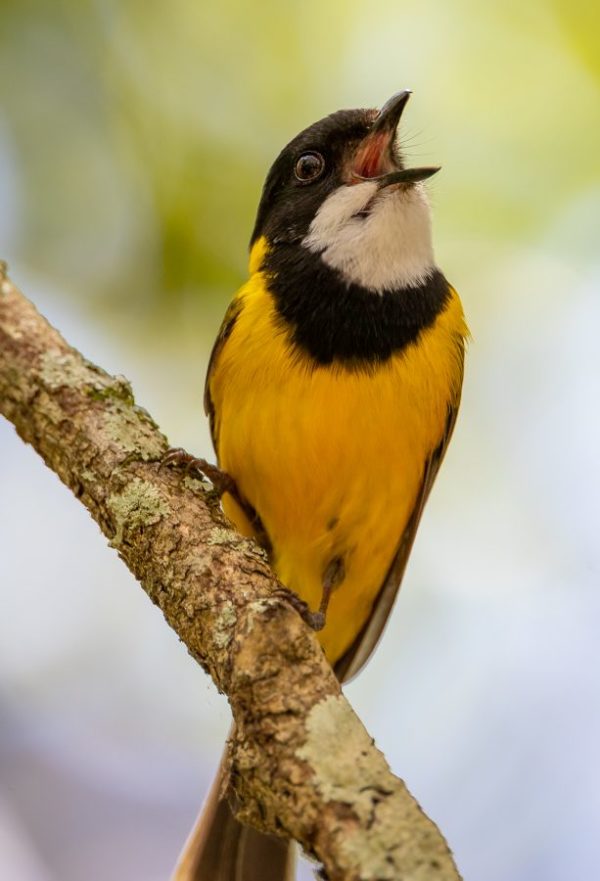 Australian Golden Whistler