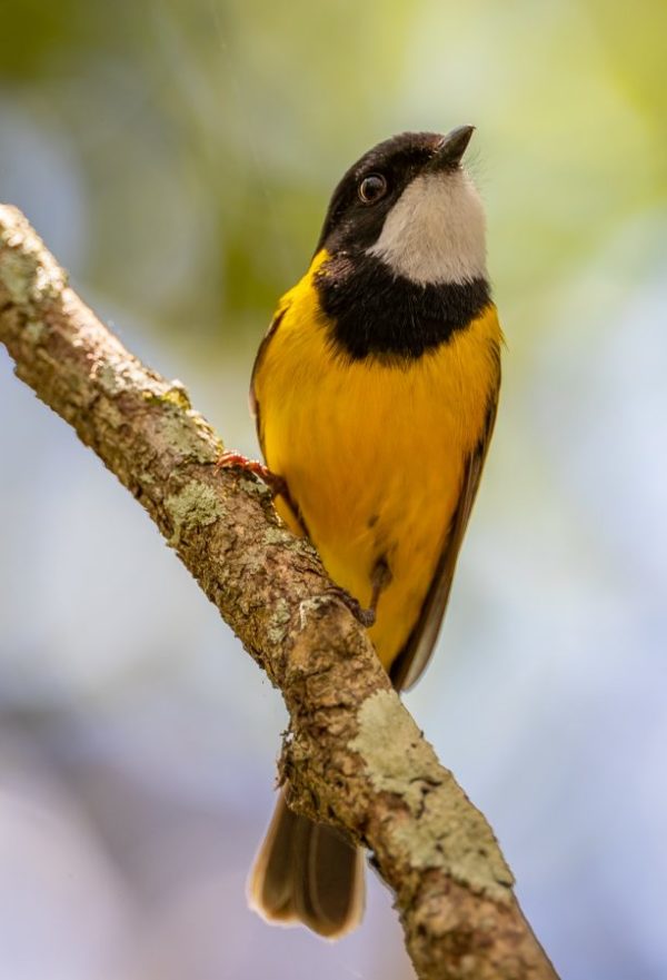 Australian Golden Whistler