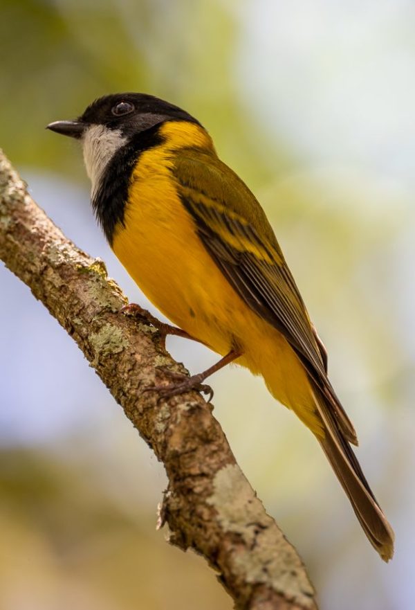 Australian Golden Whistler