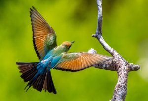 Rainbow bee-eater
