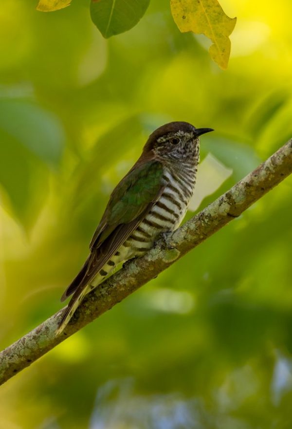 Shining Bronze-Cuckoo