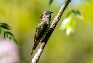 Shining Bronze-Cuckoo
