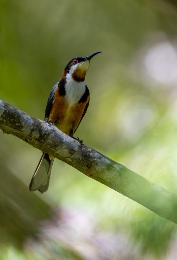 Eastern Spinebill