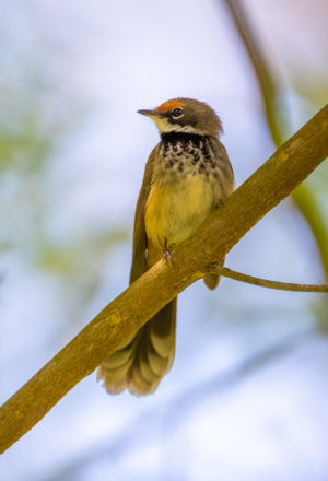 Rufous fantail